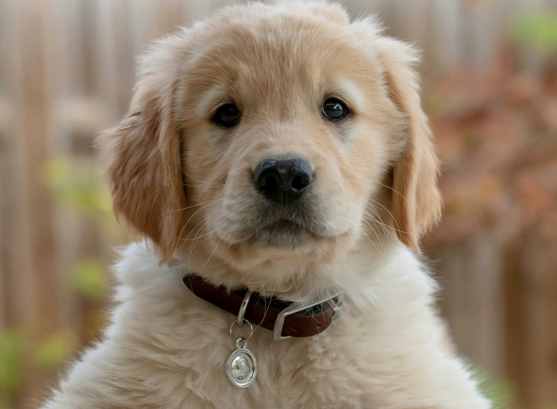 A young golden retriever puppy looking at the camera.